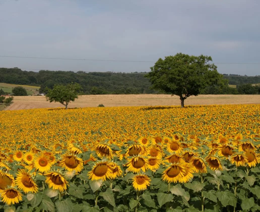 Zonnebloemenveld nabij Chez Laurent