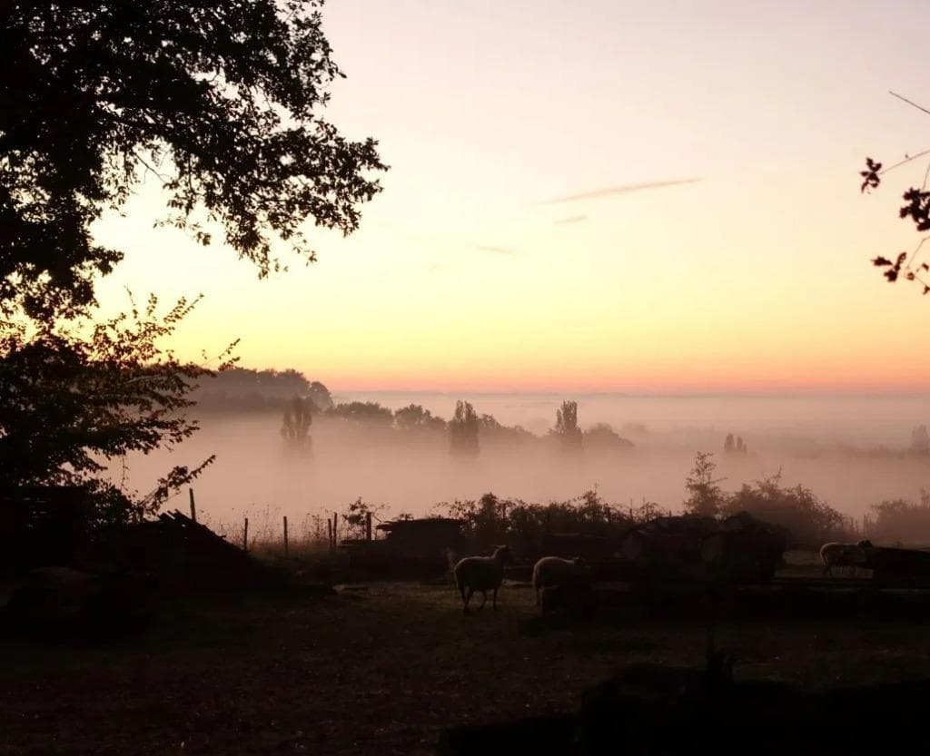 Schapen in de ochtendmist rond Chez Laurent